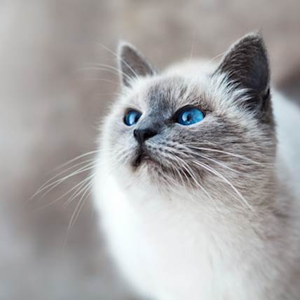 5 Best Hill’s Cat Foods for Weight Management and Joint Health in 2024