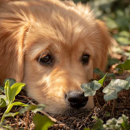 Image for Common Hypertension Complications in Dogs and How to Prevent Them
