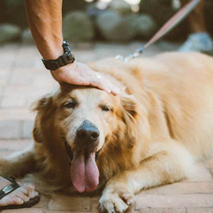 Congestive Heart Failure In Dogs