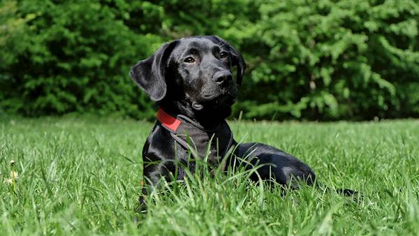 Infectious Canine Hepatitis In Dogs