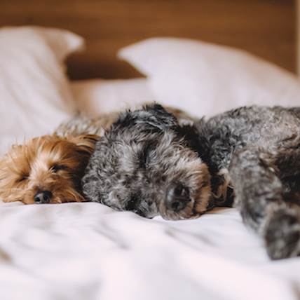 Eyeworm Infection in Dogs: A Closer Look