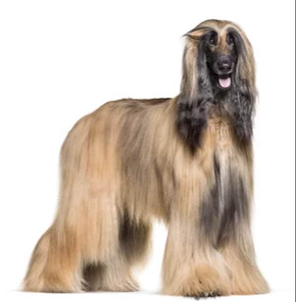Luxurious Long Haired Dog's