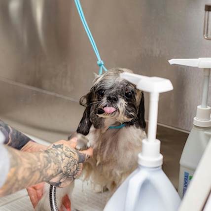 Dog Grooming: 3 Tips on How to Handle Matting