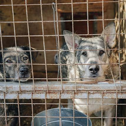 6 Tips to Ensure a Smooth Experience When Adopting a Shelter Dog