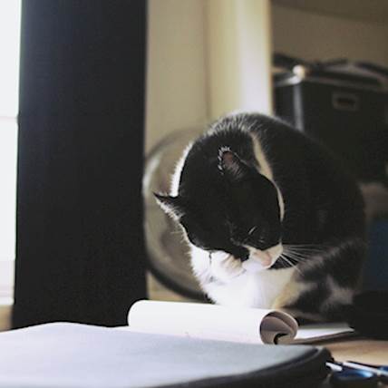 Image for Colonic Ulcers in Cats: Causes, Symptoms, and Treatment