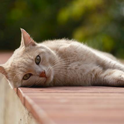 Image for Tularemia in Cats: Causes, Symptoms, and Treatment