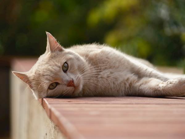 Tularemia in Cats: Causes, Symptoms, and Treatment