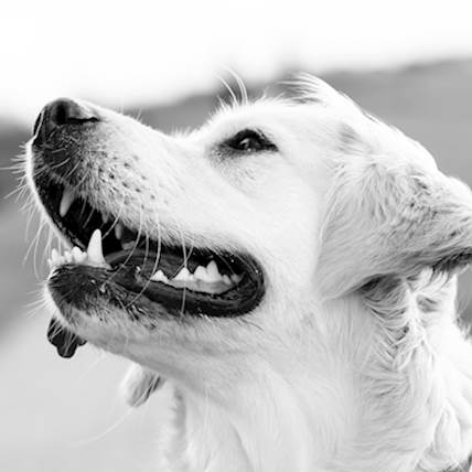Endodontic Disease in Dogs: A Quick Guide