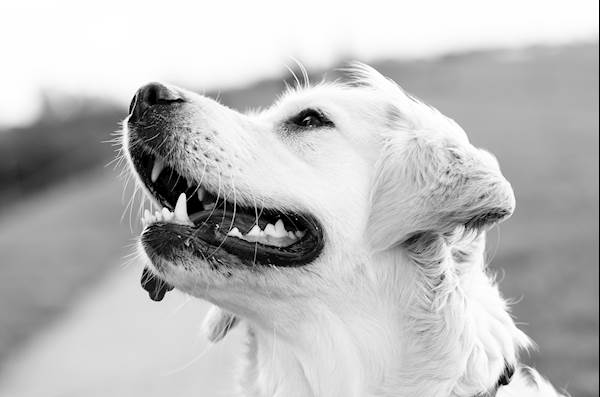 Endodontic Disease in Dogs: A Quick Guide