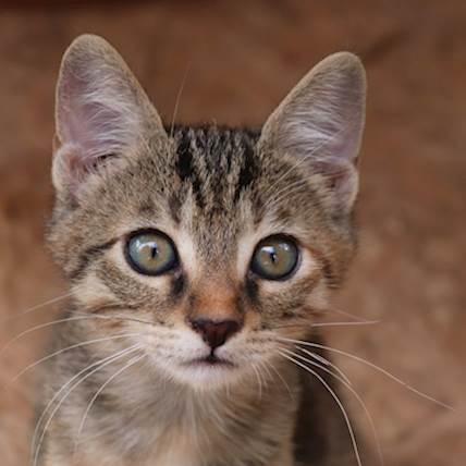 Image for Baylisascariasis (Raccoon Disease) in Cats