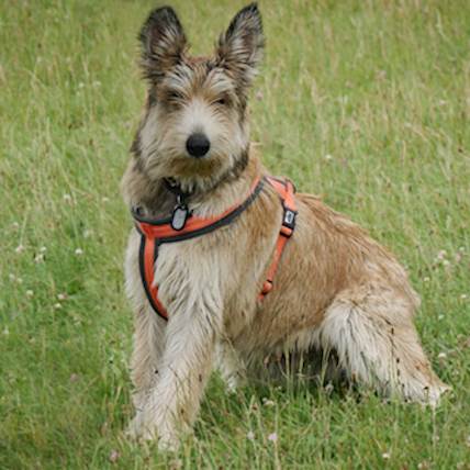 Image for How to Ensure a Healthy Coat for Your Dog