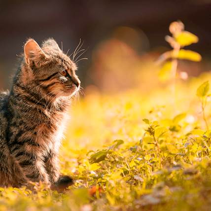 Image for Feline Cerebellar Hypoplasia: What You Need to Know