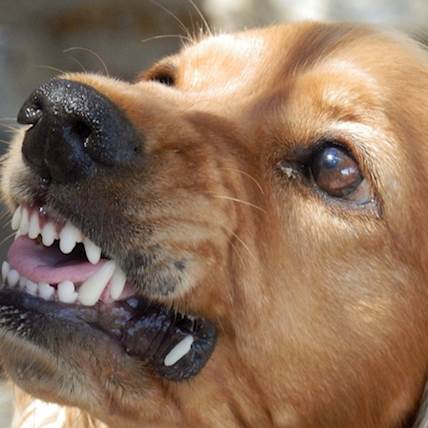 5 Tips for Dealing With an Aggressive Dog