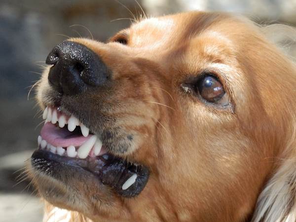 5 Tips for Dealing With an Aggressive Dog