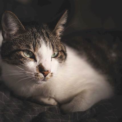 Myocarditis (Heart Inflammation) in Cats