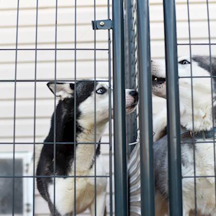 Image for What You Must Remember Before Adopting a Puppy from a Shelter