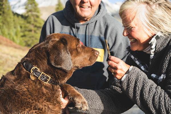 Canine Aging & Joint Pain: Understanding the Connection