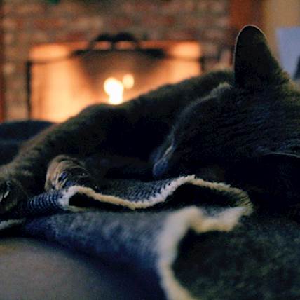 Burns and Scalds in Cats: A Closer Look