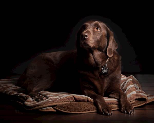 Symptoms Of Blastomycosis In Dogs