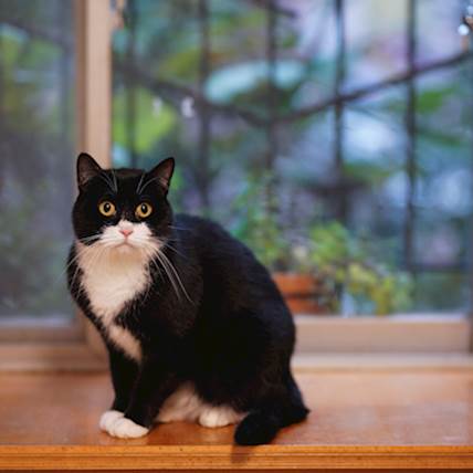 Sporotrichosis in Cats: An Overview
