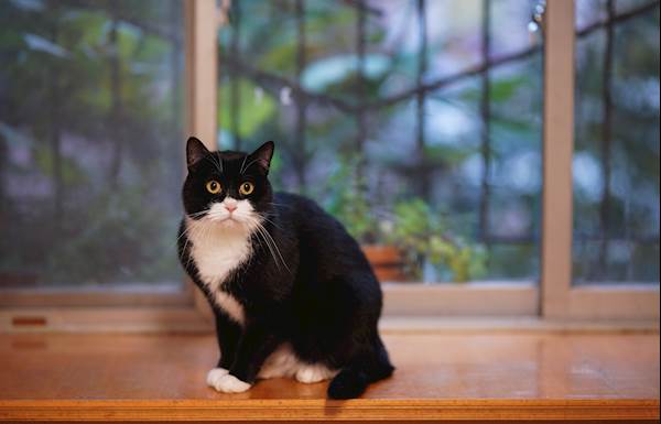 Sporotrichosis in Cats: An Overview
