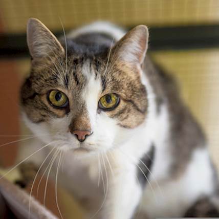 Feline Foamy Virus Infection: A Closer Look
