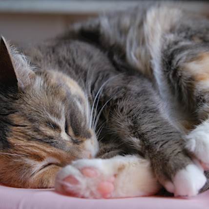 Diabetes Insipidus (Water Diabetes) in Cats