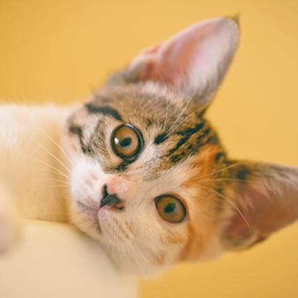 Common Health Complications in Diabetic Cats