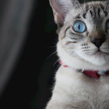 Is Your Cat Suffering From Notoedric Mange?
