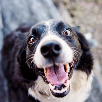 Treating Upset Stomachs In Dogs