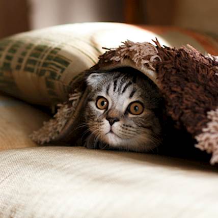Best Hill’s Cat Foods for Feline Digestive Care in 2024