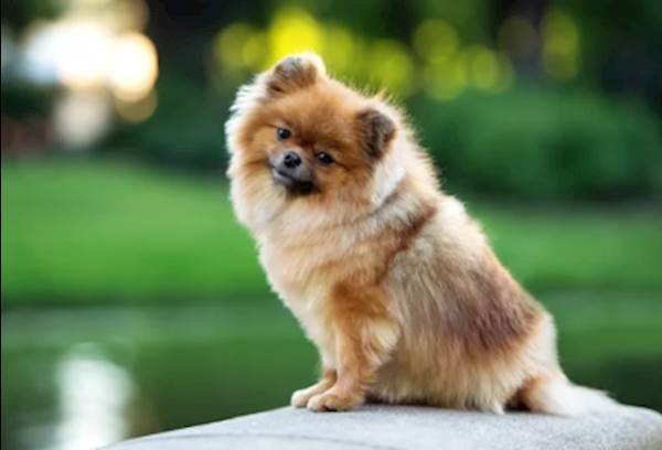 These 5 Small Breeds of Dogs May Be Tiny but They Sure Are Mighty!