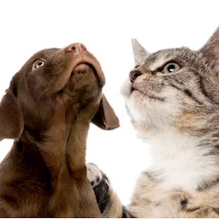 Purina One Pet Food