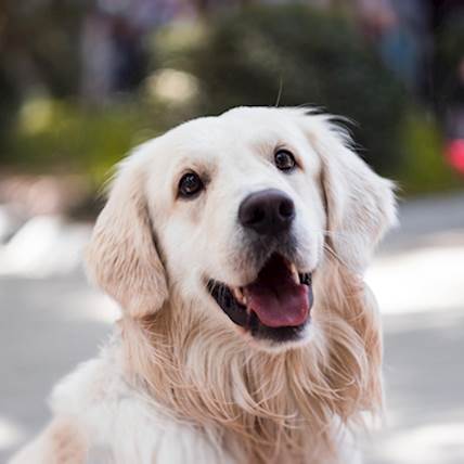 Bacteria In A Dog's Digestive System