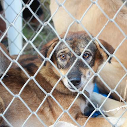 Treating An Abuse-Prone Dog