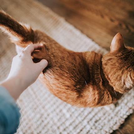 Blastomycosis in Cats: Causes, Symptoms, and Treatment