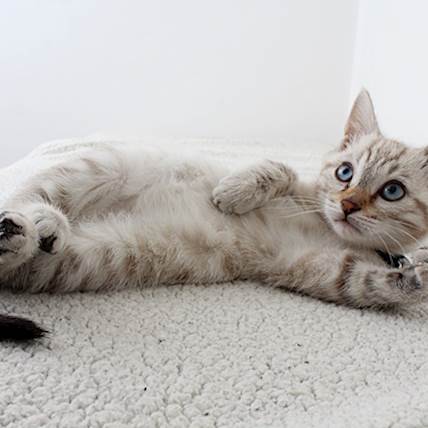 Image for Feline Leukemia Virus In Cats With Weak Immunity