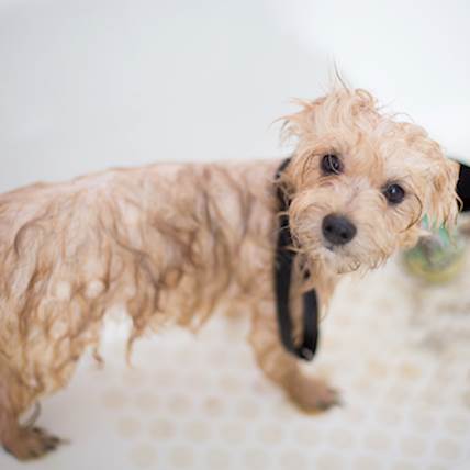 Medicated Shampoo and Other Grooming Solutions for Pest-Plagued Pups: A Handy Guide