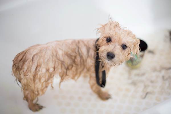 Medicated Shampoo and Other Grooming Solutions for Pest-Plagued Pups: A Handy Guide