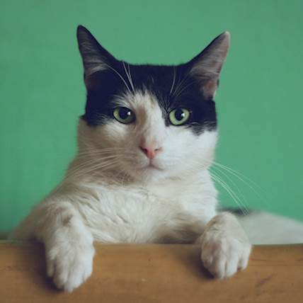 Image for 4 Great Food Options from Hill’s For Cats With Environmental and Food Sensitivities in 2024 
