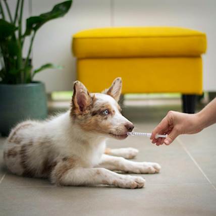 Precautions Pet Parents Must Take When Administering Medications
