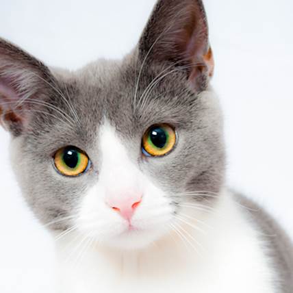 Essential Things That You Must Buy Before Bringing a Cat Home