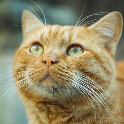 Acute Respiratory Distress Syndrome (ARDS) in Cats | PetCareRx