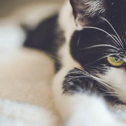 Can a Cat Survive With Pleural Effusion?