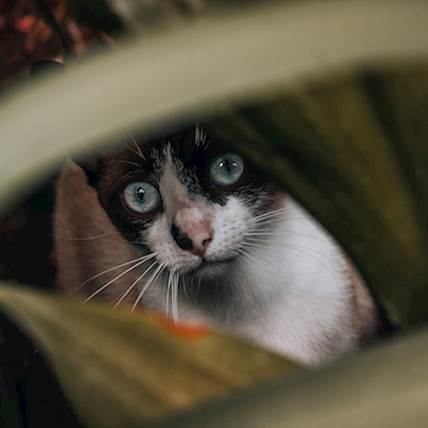 Image for Thyroid Cancer in Cats: A Quick Guide