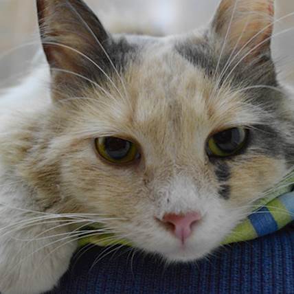 Synovial Sarcoma (Joint Cancer) in Cats