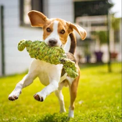 Protecting Your Pets During Heartworm Season in Florida