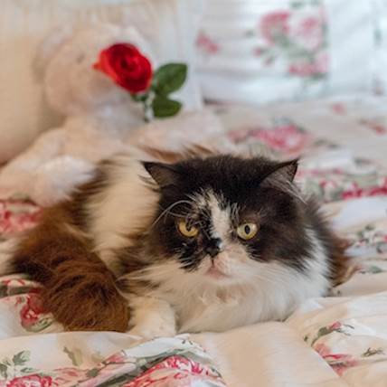 Image for Cataract in Cats: A Closer Look