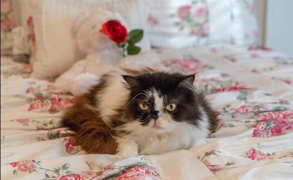 Cataract in Cats: A Closer Look