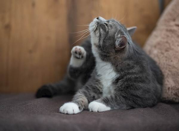 Common Mistakes in Flea Removal: What Cat Owners Should Avoid